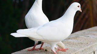 پرورش کبوتر گوشتی Breeding meat pigeons