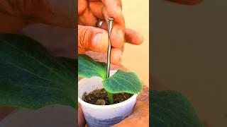 ازاى ولية تطعيم البطيخ والخيار والكوسة  Watermelon graft