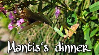 HOW MANTIS CATCH ITS DINNER? A BUTTERFLY