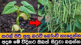 ඕන තැනක ඉතා සාර්ථකව බොන්චි වගාවක් කරමු - the beans cultivation at home - the home garden an farming