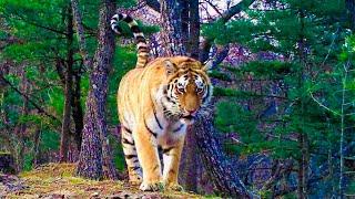 Amur tigers & leopards in the wild Mammals of the Russian Far East