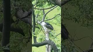 Herons Hunting in Central Park #newyork #centralpark #birds #wildlife