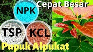 Rotasi pemupukan alpukat agar cepat tumbuh subur dan cepat besar #dirumahsaja