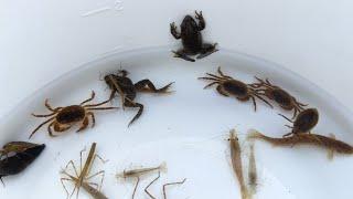 Capture and observe creatures upstream of Japanese rivers. Crabs frogs shrimp small fish.