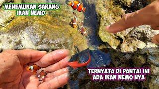 TERNYATA DI PANTAI INI ADA IKAN NEMO  LANGSUNG BAWA PULANG PELIHARA DIKOLAM