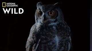 Great Horned Owl on the Hunt  Nat Geo Wild