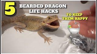 5 Bearded Dragon Life Hacks That Will Help You Keep Your Dragon Happy