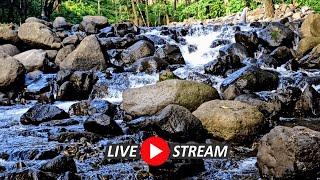 Amazing Mountain River Landscape. Relaxing Water Sounds River Sounds for Sleeping Birds chirping