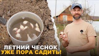 САМЫЙ АРОМАТНЫЙ ЧЕСНОК. Посадка ярового чеснока весной.