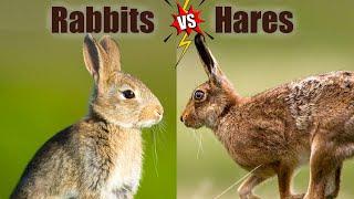 Rabbits VS Hares The Differences