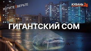 Гигантский сом  Хотите — верьте