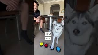 Sapphie the pomsky pregnancy prediction compilation