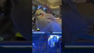 cockatiel  #birds #pets #birdslover #birdsounds #petlover #pet