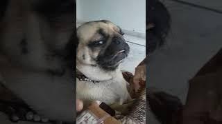 cute pug dog eating vegitable radish eating #cutepugdog