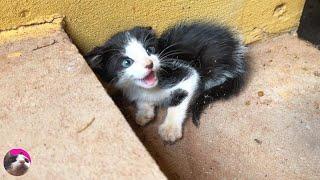 How ferocious rescued kitten grows up from 0-26 daysThe Story of the Miracle Talking Cat Mu