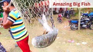 Amazing Big Fish Catching by Hook Video নাটক জলকল দিঘি থেকে কাতল মাছ শিকার