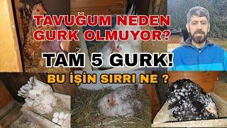 TAVUK NASIL GURK OLUR? BU İŞİN SIRRI NE?