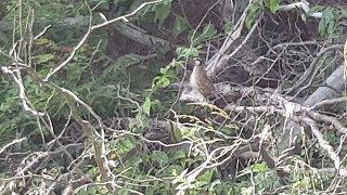 Beautiful Bobwhite Quail Singing