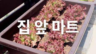 sub 상추 키우기 가장 좋은 방법 l 셀프 가드닝 주택장점 힐링