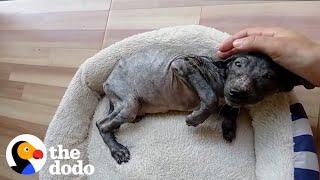 Puppy Thrown In Trash Is Unrecognizable Now  The Dodo