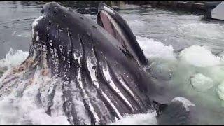 Ketchikan Alaska Whale Feeding in Knudson Cove