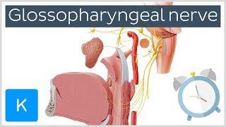 Glossopharyngeal Nerve Overview in 5 minutes - Human Anatomy  Kenhub