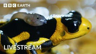  LIVE Two Hours of Incredible Nature Scenes  BBC Earth