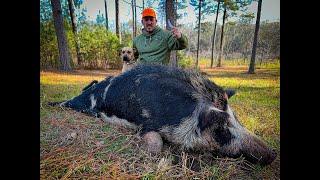 BACON from a Giant Wild RazorBack {Catch Clean Cook} This Hog was MASSIVE