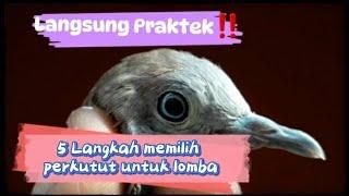 LANGGSUNG PRAKTEK ‼ 5 Langkah memilih perkutut untuk lomba