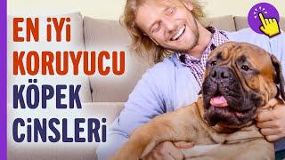 İşte köpek dostlarımızın en iyi koruyucu cinsleri  Hayvanlar alemi  İlginç bilgiler Aklında olsun