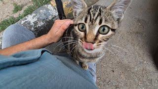 Little hungry tabby cat climbs on my lap and asks me to give her food.