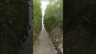 Soilless cultivation of tomato
