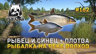 Рыбец и Синец + Плотва. Рыбалка на реке Волхов - Русская Рыбалка 4 #162