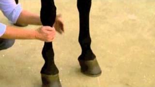 Using Absorbine Veterinary Liniment