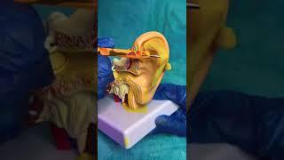 ASMR Ear PeelingSatisfying Cleaning #shorts #asmr