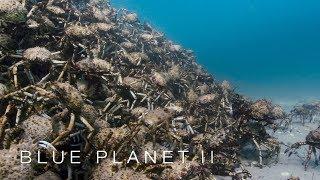 An army of spider crabs shed their shells - Blue Planet II Episode 5 - BBC One