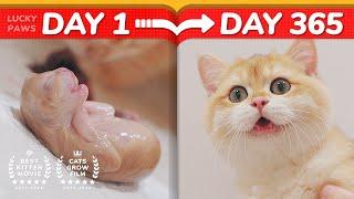 Cat Haters Nightmare - How Kittens Grow Up 0-365 Days