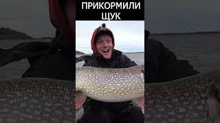 ПРИКОРМИЛИ БОЛЬШИХ ЩУК ВОТ ЭТО РЫБАЛКА  #shorts  #рыбалка #щука #прикормка