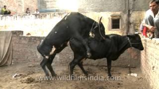 Black Cows mating in India