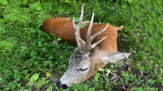 Rehbockjagd in Rumänien  Roebuck hunting in Romania  Bukke jagt i Rumaenien
