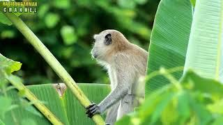Suara Pikat Monyet Ekor Panjang Lucu Memanggil Temannya