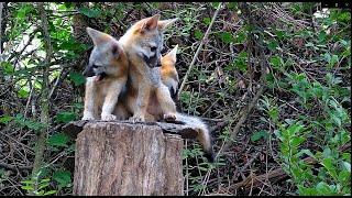 Three gray fox kits on a tall stump - 12Jun24