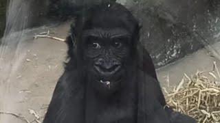 Gorilla girl Vizazi 4 years old 240624 - Zoo Antwerpen B - Zoovenirs 66