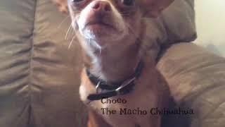 Choco The Macho Chihuahua gets his feelings hurt.