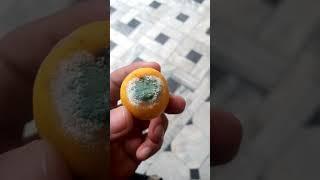 Fungus eating a lemon