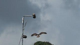 Esthwaite Water Ospreys