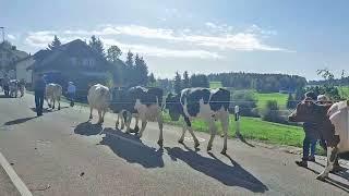 Mit Treicheln tragenden glücklichen Kühen an die Gondiswiler Viehschau – 26. Oktober 2022