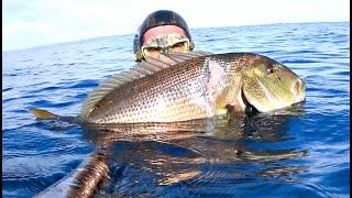 Pesca sub Grosso dentice in solo 5 metri dacqua. Cattura nel bassofondo #spearfishing #fishing