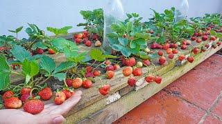 Recycle pallets to grow strawberries for family lots of fruit and easy to make