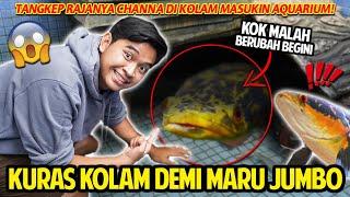 TERPAKSA KIURAS KOLAM DEMI CHANNA MARU RAKSASA DI KOLAM TANGKEP MARU JUMBO MASUKIN AQUARIUM